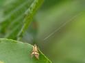 Nemophora degeerella (Yellow-barred Longhorn).jpg